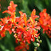 Crocosmia masoniorumr, Bulb, great for cuttings - Caribbean garden seed