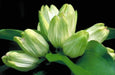 Cream Gentian ( Gentiana flavida ) Wildflower Seeds - Caribbean garden seed