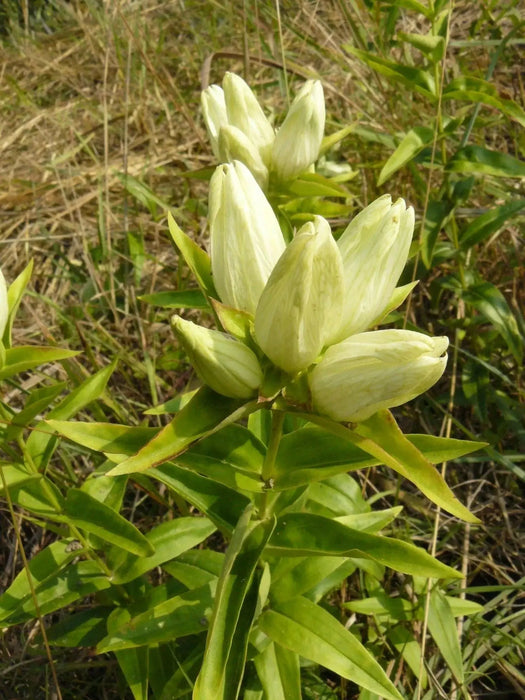 Cream Gentian ( Gentiana flavida ) Wildflower Seeds - Caribbean garden seed