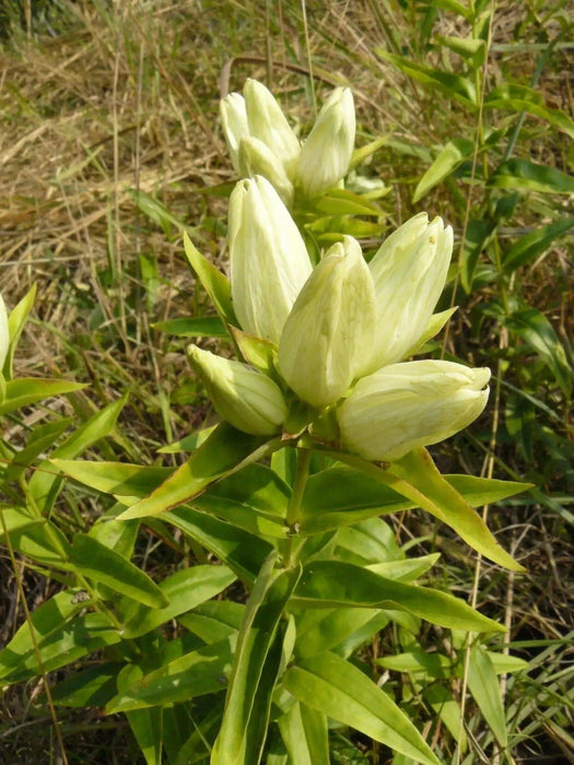 Cream Gentian ( Gentiana flavida ) Wildflower Seeds - Caribbean garden seed