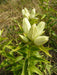 Cream Gentian ( Gentiana flavida ) Wildflower Seeds - Caribbean garden seed