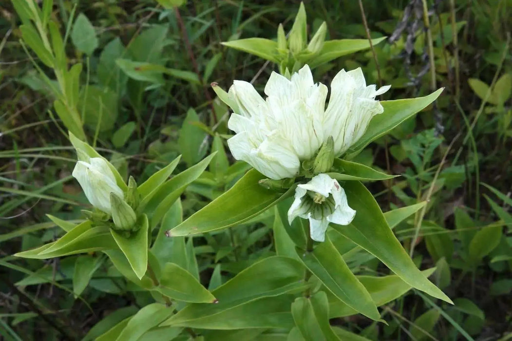 Cream Gentian ( Gentiana flavida ) Wildflower Seeds - Caribbean garden seed