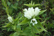 Cream Gentian ( Gentiana flavida ) Wildflower Seeds - Caribbean garden seed