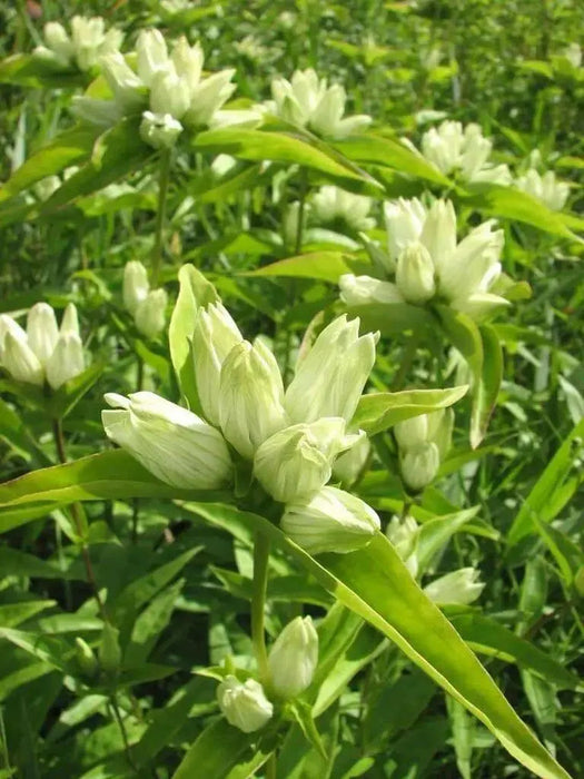 Cream Gentian ( Gentiana flavida ) Wildflower Seeds - Caribbean garden seed