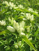 Cream Gentian ( Gentiana flavida ) Wildflower Seeds - Caribbean garden seed