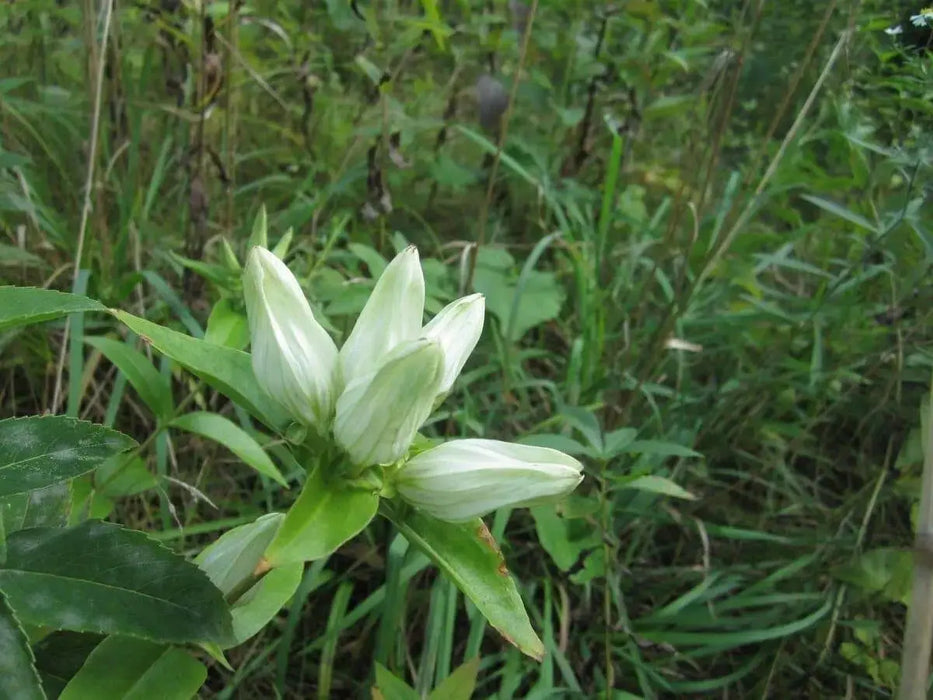 Cream Gentian ( Gentiana flavida ) Wildflower Seeds - Caribbean garden seed