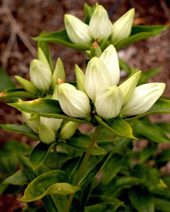 Cream Gentian ( Gentiana flavida ) Wildflower Seeds - Caribbean garden seed