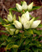 Cream Gentian ( Gentiana flavida ) Wildflower Seeds - Caribbean garden seed