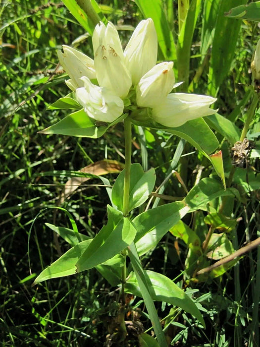 Cream Gentian ( Gentiana flavida ) Wildflower Seeds - Caribbean garden seed