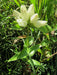Cream Gentian ( Gentiana flavida ) Wildflower Seeds - Caribbean garden seed