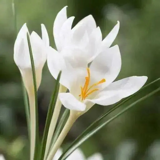 Crocus Miss Vain, FALL PLANTING BULBS - Caribbean garden seed