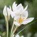 Crocus Miss Vain, FALL PLANTING BULBS - Caribbean garden seed
