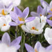 Crocus Miss Vain, FALL PLANTING BULBS - Caribbean garden seed