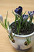 Crocus Indoor Forcing Kit - Ceramic Pot, & 10 Crocus Bulbs, Great Gift - Caribbean garden seed