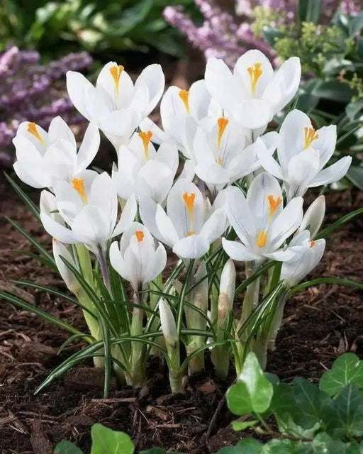 Crocus Bulbs,Jeanne d'Arc,White, fall planting - Caribbean garden seed