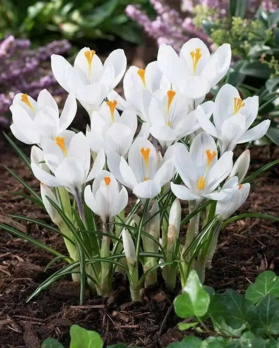 Crocus Bulbs,Jeanne d'Arc,White, fall planting - Caribbean garden seed