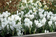 Crocus Bulbs,Jeanne d'Arc,White, fall planting - Caribbean garden seed
