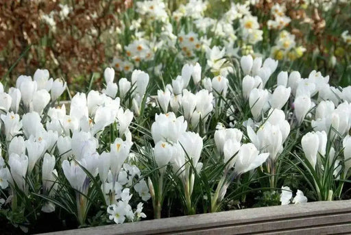 Crocus Bulbs,Jeanne d'Arc,White, fall planting - Caribbean garden seed