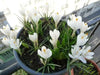 Crocus Bulbs,Jeanne d'Arc,White, fall planting - Caribbean garden seed