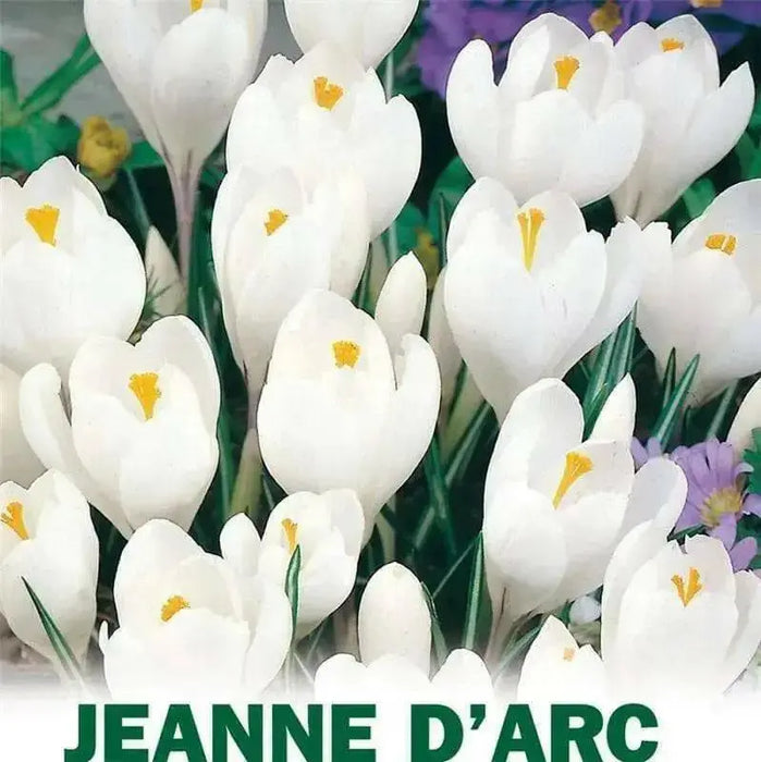 Crocus Bulbs,Jeanne d'Arc,White, fall planting - Caribbean garden seed