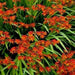 Crocosmia Seeds-brilliant orange-red flowers ! Native to South Africa ! - Caribbean garden seed