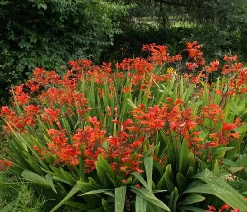 Crocosmia Seeds-brilliant orange-red flowers ! Native to South Africa ! - Caribbean garden seed