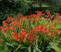 Crocosmia Seeds-brilliant orange-red flowers ! Native to South Africa ! - Caribbean garden seed