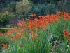 Crocosmia Seeds-brilliant orange-red flowers ! Native to South Africa ! - Caribbean garden seed