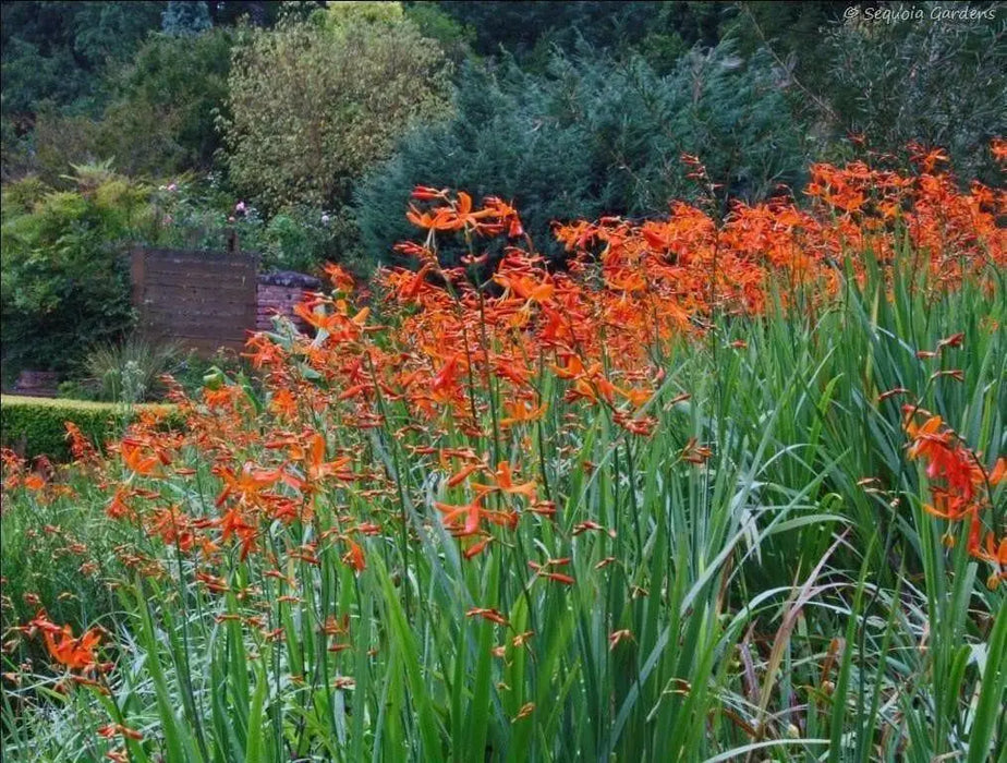Crocosmia Seeds-brilliant orange-red flowers ! Native to South Africa ! - Caribbean garden seed