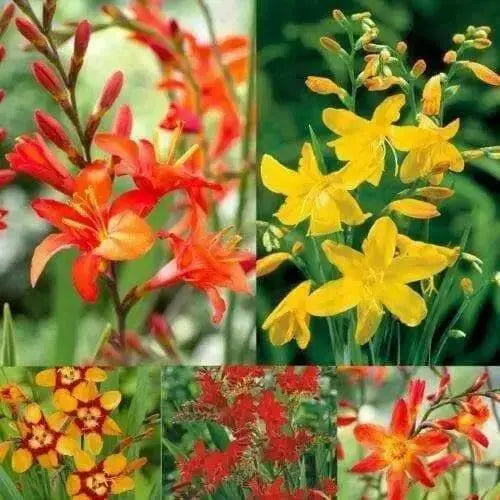Crocosmia  (Bulb) TROPICAL Perennial Flowers - Caribbean garden seed