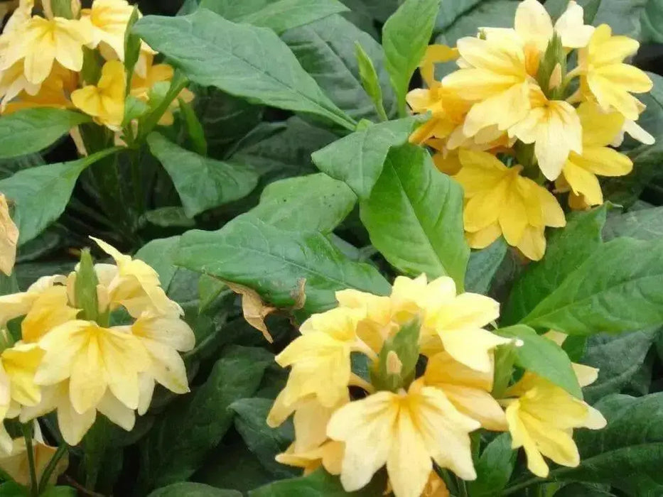 Crossandra Seeds -Tropic Yellow Splash Crossandra - Firecracker Flower- Very Rare Tropical Plant - Caribbean garden seed