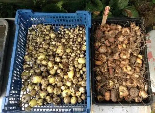 Crocosmia  (Bulb) TROPICAL Perennial Flowers - Caribbean garden seed