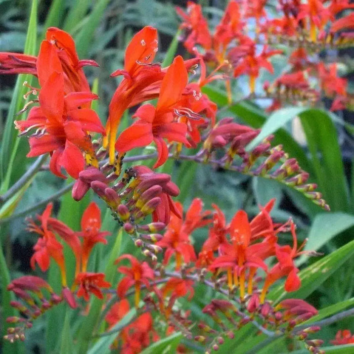 Crocosmia Lucifer, Bulb ,HUMMINGBIRD FLOWERS - Caribbean garden seed
