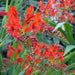 Crocosmia Lucifer, Bulb ,HUMMINGBIRD FLOWERS - Caribbean garden seed