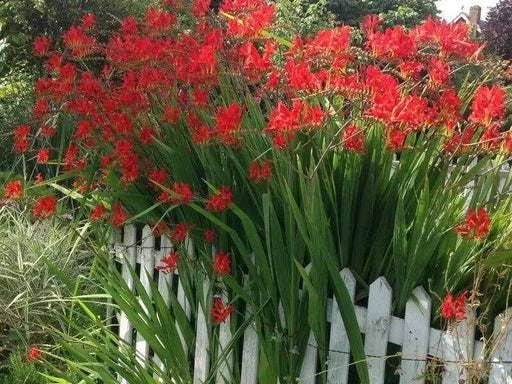 Crocosmia Lucifer, Bulb ,HUMMINGBIRD FLOWERS - Caribbean garden seed