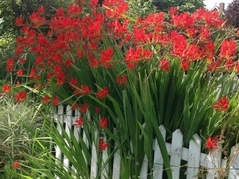 Crocosmia Lucifer, Bulb ,HUMMINGBIRD FLOWERS - Caribbean garden seed