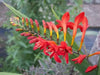 Crocosmia Lucifer, Bulb ,HUMMINGBIRD FLOWERS - Caribbean garden seed