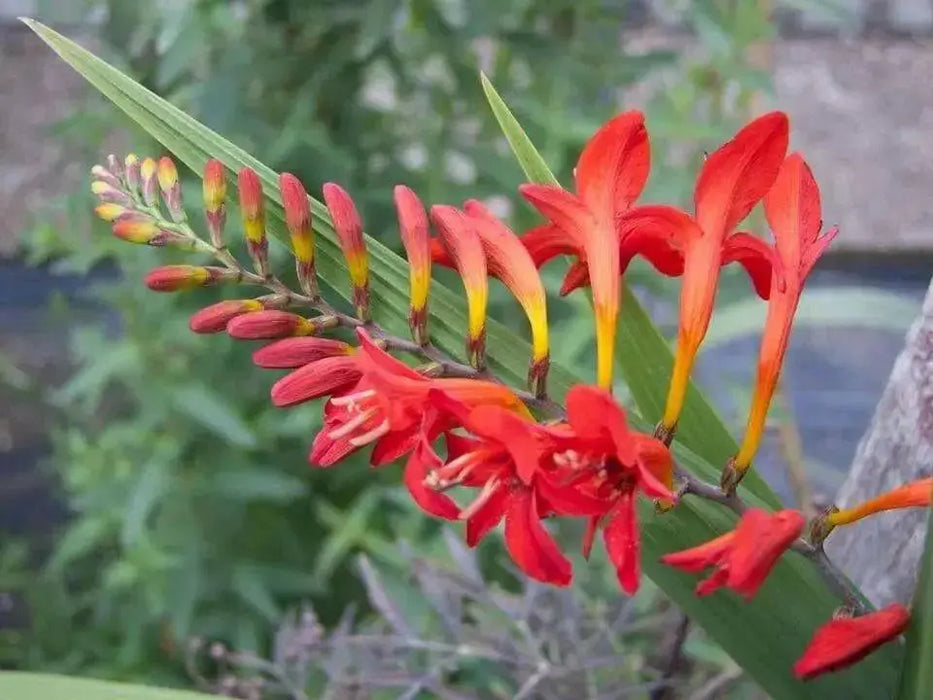 Crocosmia Lucifer, Bulb ,HUMMINGBIRD FLOWERS - Caribbean garden seed