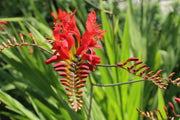 Crocosmia Lucifer, Bulb ,HUMMINGBIRD FLOWERS - Caribbean garden seed