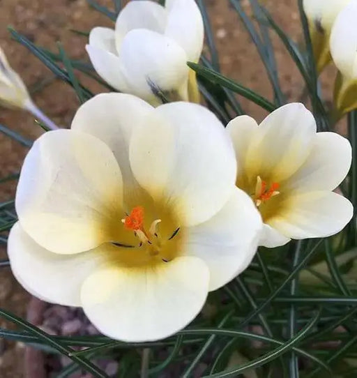 Crocus Chrysanthus 'Cream Beauty',BULBS (SNOW CROCUS) - Caribbean garden seed