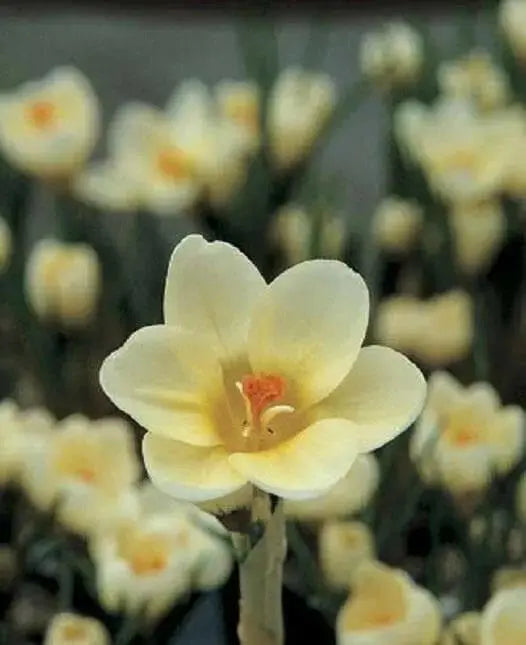 Crocus Chrysanthus 'Cream Beauty',BULBS (SNOW CROCUS) - Caribbean garden seed