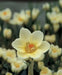 Crocus Chrysanthus 'Cream Beauty',BULBS (SNOW CROCUS) - Caribbean garden seed