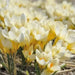 Crocus Chrysanthus 'Cream Beauty',BULBS (SNOW CROCUS) - Caribbean garden seed