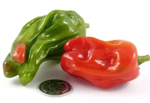 Criolla De Cocina seeds (Capsicum annuum) sweet pepper - Caribbean garden seed