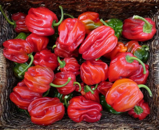 Criolla De Cocina seeds (Capsicum annuum) sweet pepper - Caribbean garden seed