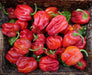 Criolla De Cocina seeds (Capsicum annuum) sweet pepper - Caribbean garden seed