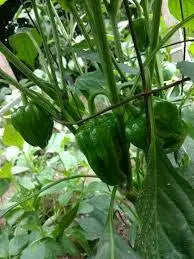 Criolla De Cocina seeds (Capsicum annuum) sweet pepper - Caribbean garden seed