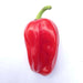 Criolla De Cocina seeds (Capsicum annuum) sweet pepper - Caribbean garden seed