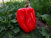 Criolla De Cocina seeds (Capsicum annuum) sweet pepper - Caribbean garden seed