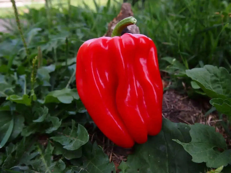 Criolla De Cocina seeds (Capsicum annuum) sweet pepper - Caribbean garden seed